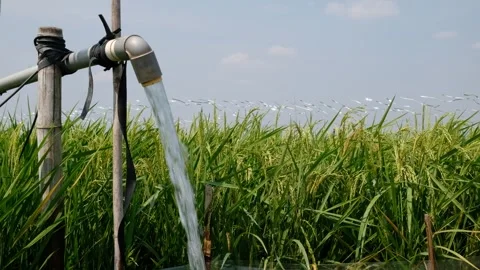 Irrigation pipe gushing clear water into lush green rice field on sunny day. Vídeo Stock 340321703