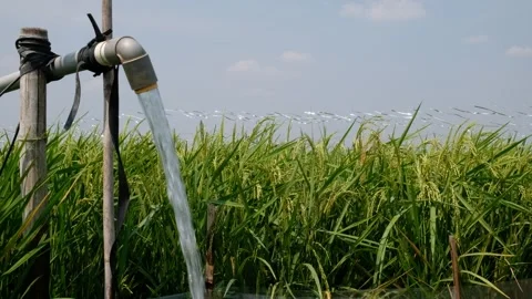 Irrigation pipe gushing clear water into lush green rice field on sunny day. Stock Footage 340321704