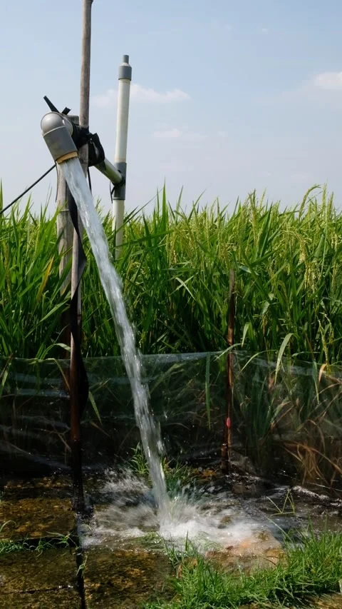 Irrigation pipe gushing clear water into lush green rice field on sunny day. Stock Footage 340321711