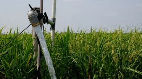 Irrigation pipe gushing clear water into lush green rice field on sunny day. Stockbeeldmateriaal 340321727
