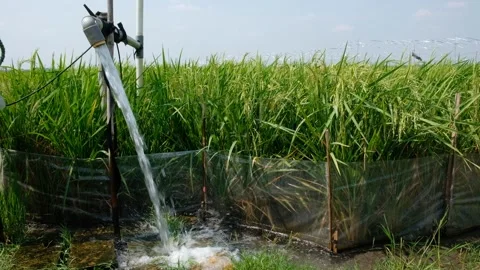 Irrigation pipe gushing clear water into lush green rice field on sunny day. Vídeo Stock 340321739