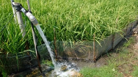 Irrigation pipe gushing clear water into lush green rice field on sunny day. Stock Footage 340321851