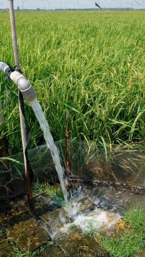 Irrigation pipe gushing clear water into lush green rice field on sunny day. Stock Footage 340321865