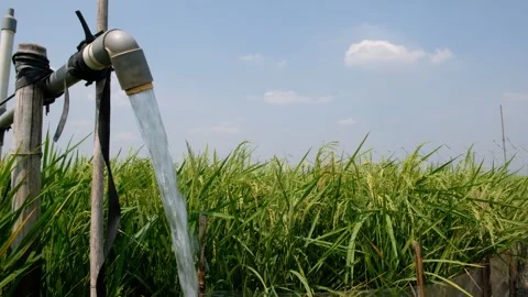 Irrigation pipe gushing clear water into lush green rice field on sunny day. Stock Footage 340321982
