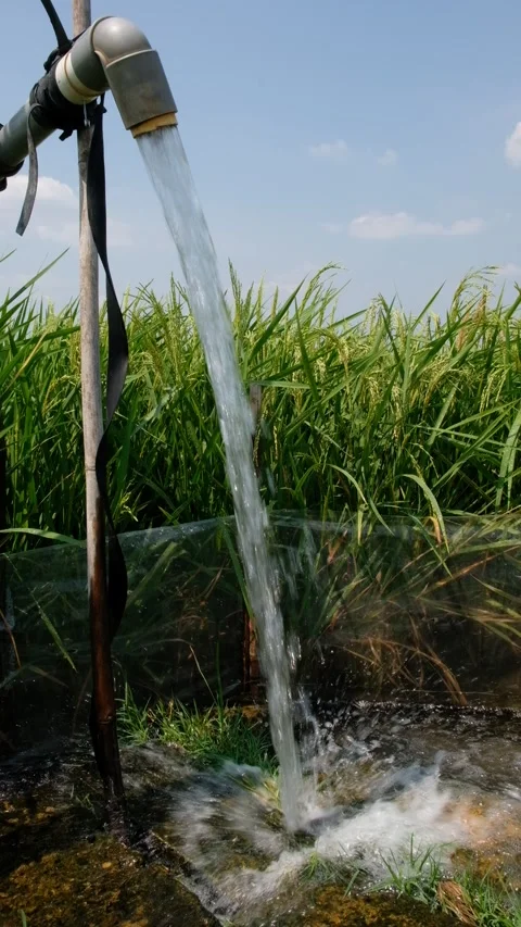 Irrigation pipe gushing clear water into lush green rice field on sunny day. Stock Footage 340321996