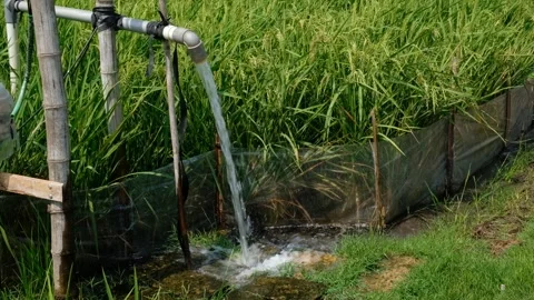 Irrigation pipe gushing clear water into lush green rice field on sunny day. Stock Footage 340322068