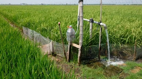 Irrigation pipe gushing clear water into lush green rice field on sunny day. Stock Footage 340322152