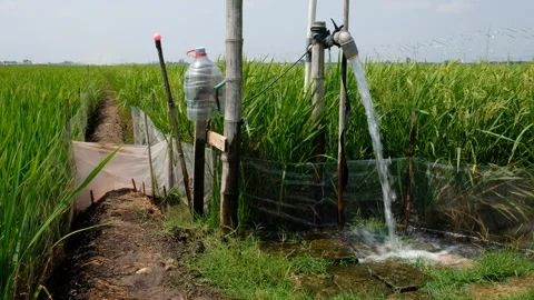 Irrigation pipe gushing clear water into lush green rice field on sunny day. Stock Footage 340322171
