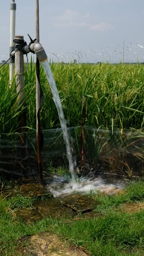 Irrigation pipe gushing clear water into lush green rice field on sunny day. Stock Footage 340322272