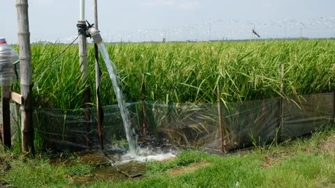 Irrigation pipe gushing clear water into lush green rice field on sunny day. Stock Footage 340322278