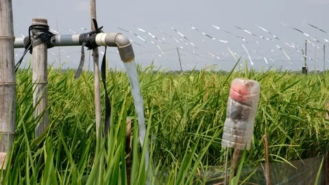 Irrigation pipe gushing clear water into lush green rice field on sunny day. Stock Footage 340322314