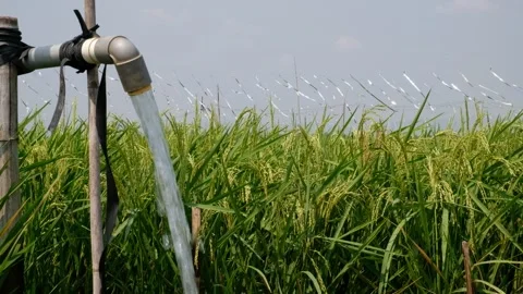Irrigation pipe gushing clear water into lush green rice field on sunny day. Stock Footage 340322330