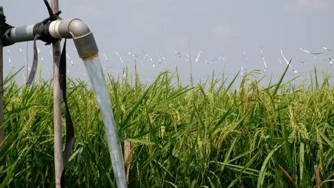 Irrigation pipe gushing clear water into lush green rice field on sunny day. Stockbeeldmateriaal 340322375