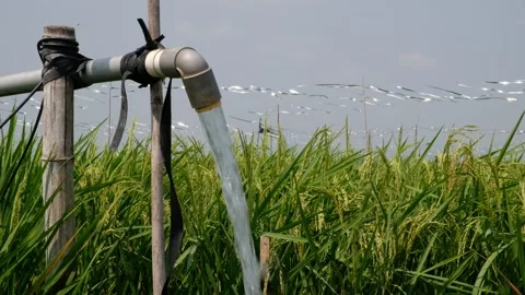Irrigation pipe gushing clear water into lush green rice field on sunny day. Stock Footage 340322410