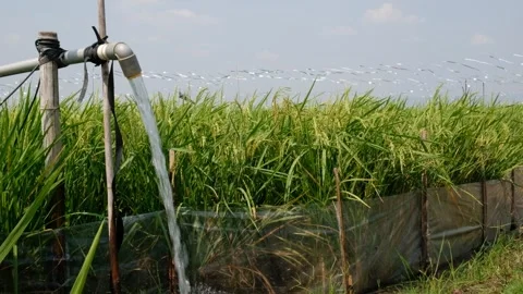 Irrigation pipe gushing clear water into lush green rice field on sunny day. Vídeo Stock 340322412