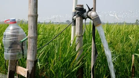Irrigation pipe gushing clear water into lush green rice field on sunny day. Stock Footage 340322438