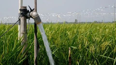 Irrigation pipe gushing clear water into lush green rice field on sunny day. Stock Footage 340322485