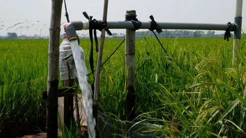 Irrigation pipe gushing clear water into lush green rice field on sunny day. Stock Footage 340322608