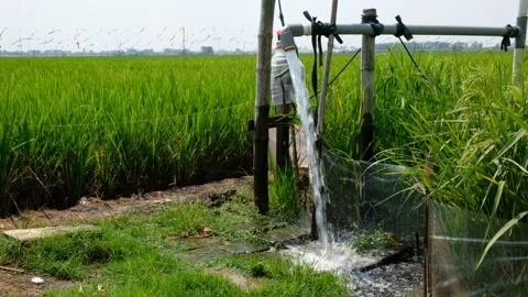 Irrigation pipe gushing clear water into lush green rice field on sunny day. Stock Footage 340322646