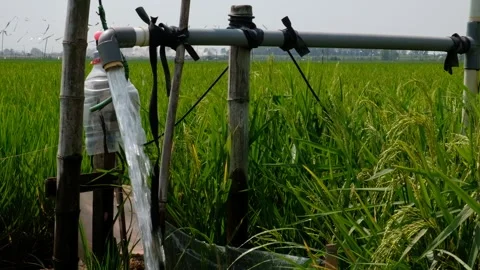 Irrigation pipe gushing clear water into lush green rice field on sunny day. Stock Footage 340322713