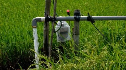 Irrigation pipe gushing clear water into lush green rice field on sunny day. Vídeo Stock 340322714