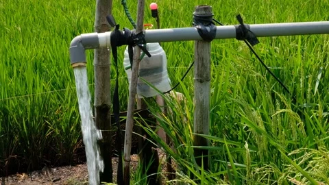 Irrigation pipe gushing clear water into lush green rice field on sunny day. Vídeo Stock 340322724