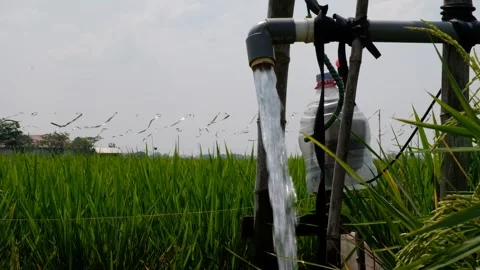 Irrigation pipe gushing clear water into lush green rice field on sunny day. Stock Footage 340322736
