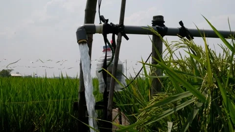 Irrigation pipe gushing clear water into lush green rice field on sunny day. Stock Footage 340322760