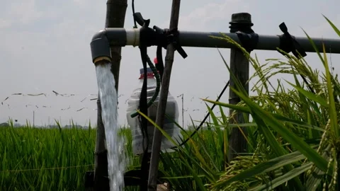 Irrigation pipe gushing clear water into lush green rice field on sunny day. Vídeo Stock 340322821
