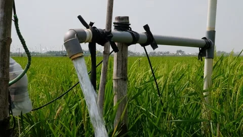 Irrigation pipe gushing clear water into lush green rice field on sunny day. Stock Footage 340322906