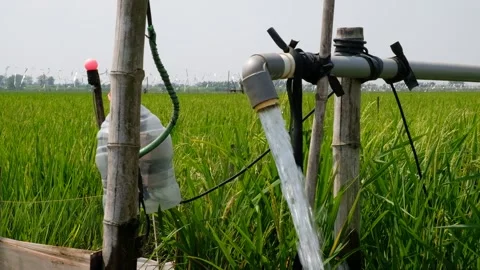 Irrigation pipe gushing clear water into lush green rice field on sunny day. Stock Footage 340322932