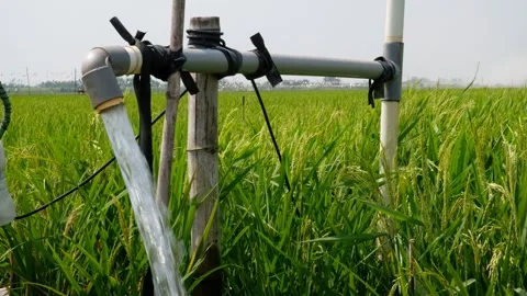 Irrigation pipe gushing clear water into lush green rice field on sunny day. Stock Footage 340322961