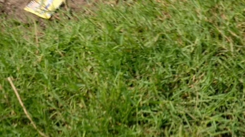Irrigation pipe gushing clear water into lush green rice field on sunny day. Stock Footage 340322964