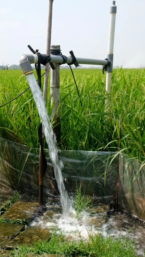 Irrigation pipe gushing clear water into lush green rice field on sunny day. Stock Footage 340322985