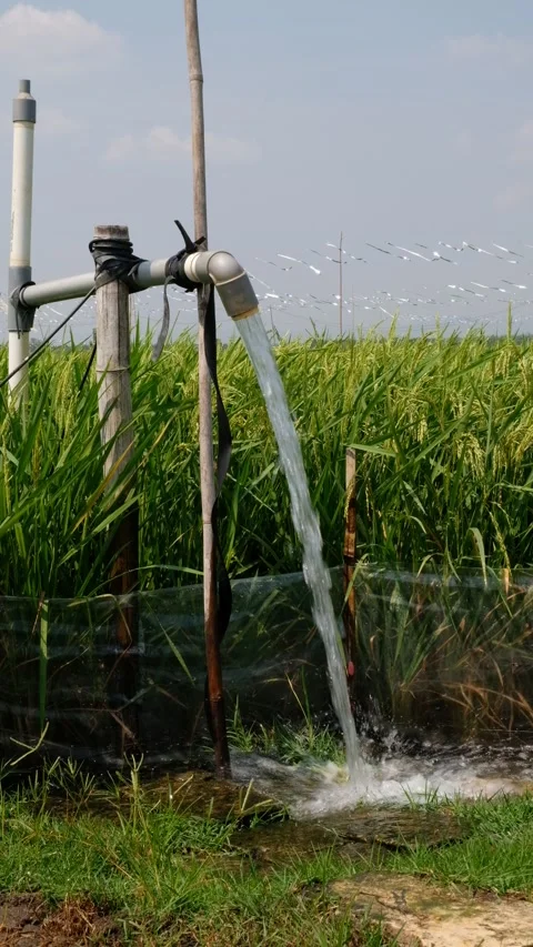 Irrigation pipe gushing clear water into lush green rice field on sunny day. Vídeo Stock 340323019