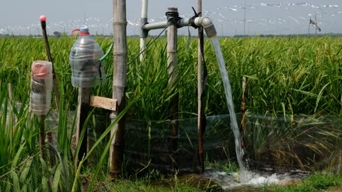 Irrigation pipe gushing clear water into lush green rice field on sunny day. Stock Footage 340323033