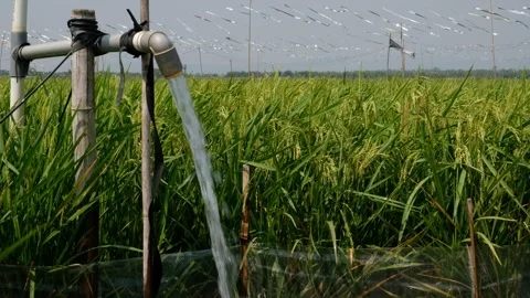 Irrigation pipe gushing clear water into lush green rice field on sunny day. Stock Footage 340323086