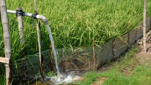 Irrigation pipe gushing clear water into lush green rice field on sunny day. Stock Footage 340323108