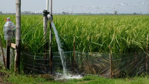 Irrigation pipe gushing clear water into lush green rice field on sunny day. Stock Footage 340323143