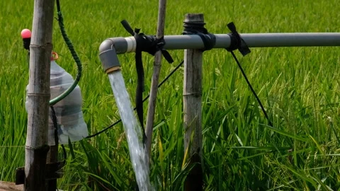 Irrigation pipe gushing clear water into lush green rice field on sunny day. Stock Footage 340323153