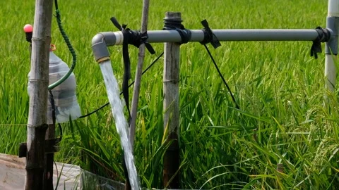 Irrigation pipe gushing clear water into lush green rice field on sunny day. Stockbeeldmateriaal 340323232