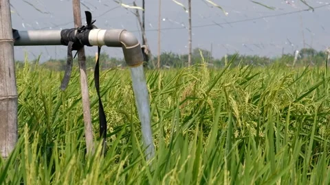 Irrigation pipe gushing clear water into lush green rice field on sunny day. Stock Footage 340323265