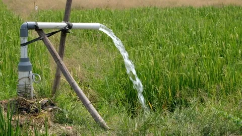Irrigation pipe gushing clear water into lush green rice field on sunny day. Stock Footage 340323411