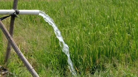 Irrigation pipe gushing clear water into lush green rice field on sunny day. Stock Footage 340323449
