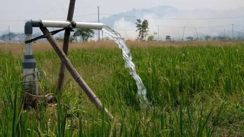 Irrigation pipe gushing clear water into lush green rice field on sunny day. Stock Footage 340323479
