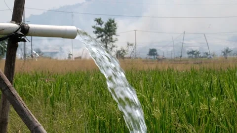 Irrigation pipe gushing clear water into lush green rice field on sunny day. Stockbeeldmateriaal 340323593