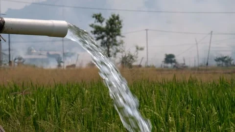 Irrigation pipe gushing clear water into lush green rice field on sunny day. Stock Footage 340323600