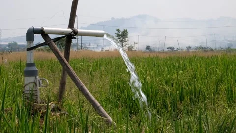 Irrigation pipe gushing clear water into lush green rice field on sunny day. Stock Footage 340323625