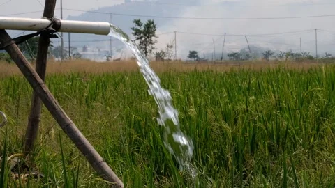 Irrigation pipe gushing clear water into lush green rice field on sunny day. Stock Footage 340323664
