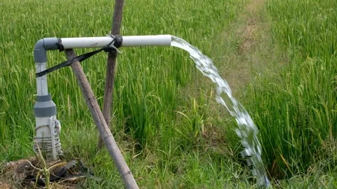 Irrigation pipe gushing clear water into lush green rice field on sunny day. Stock Footage 340323698